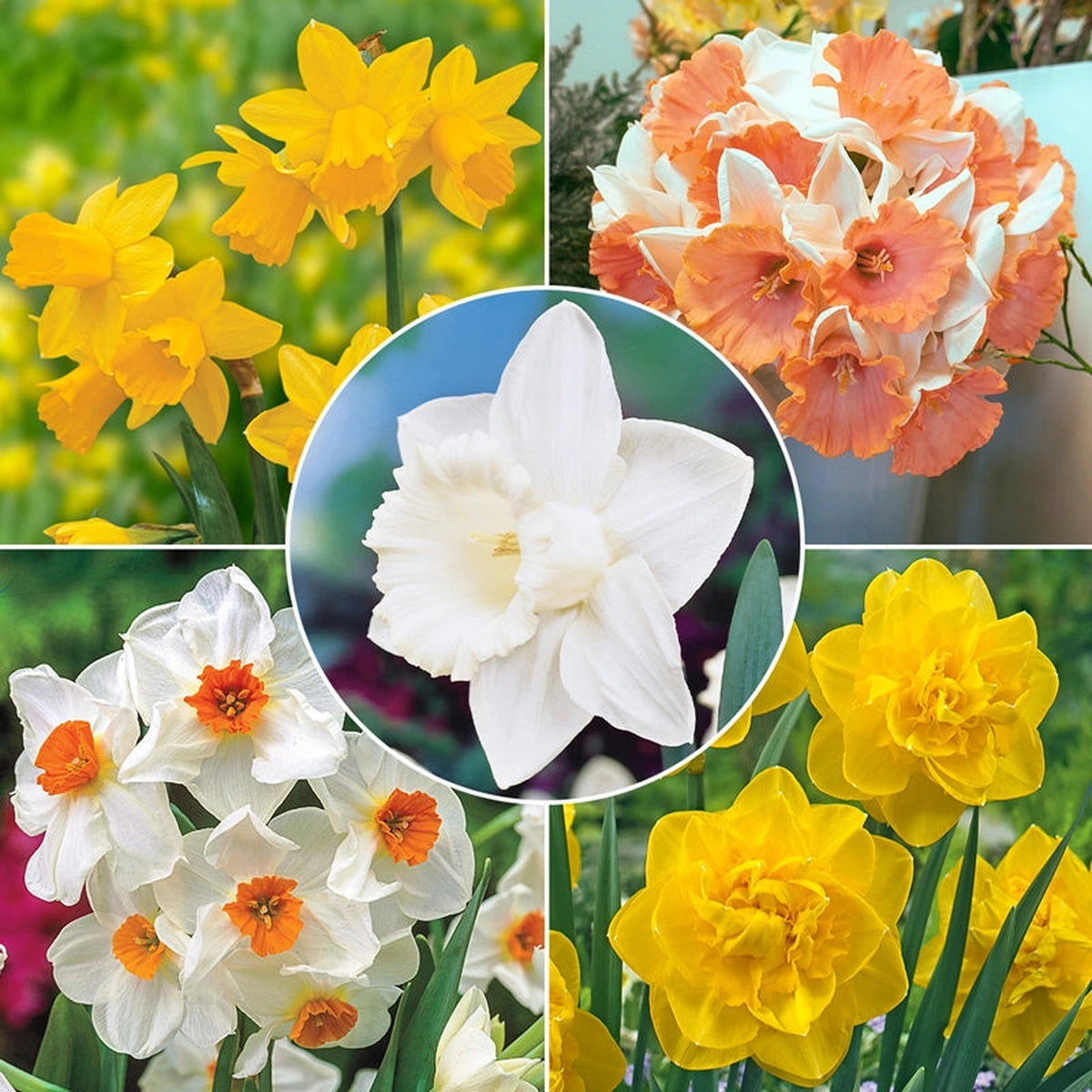 All Season Award-Winning Daffodil Collection