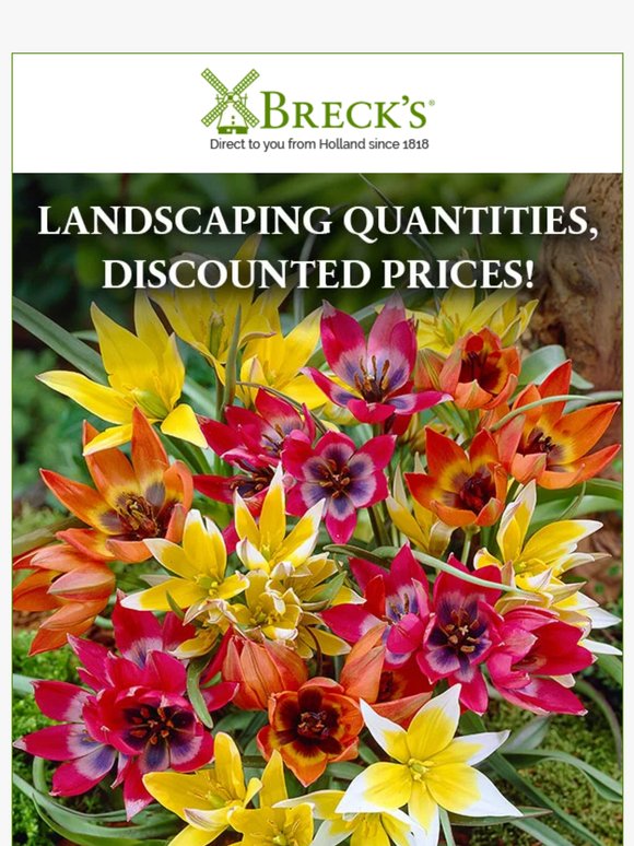 About as Much Colour & Beauty Your Garden Can Handle