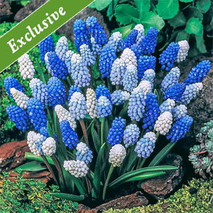 2 Months of Grape Hyacinths