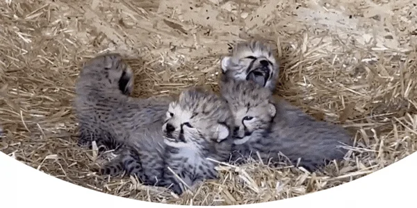 Cheetah cubs at Whipsnade Zoo
