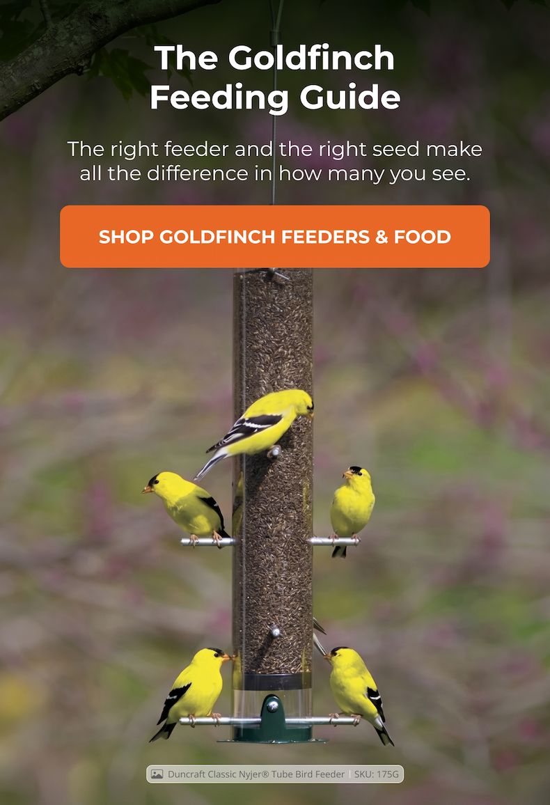 The Goldfinch Feeding Guide