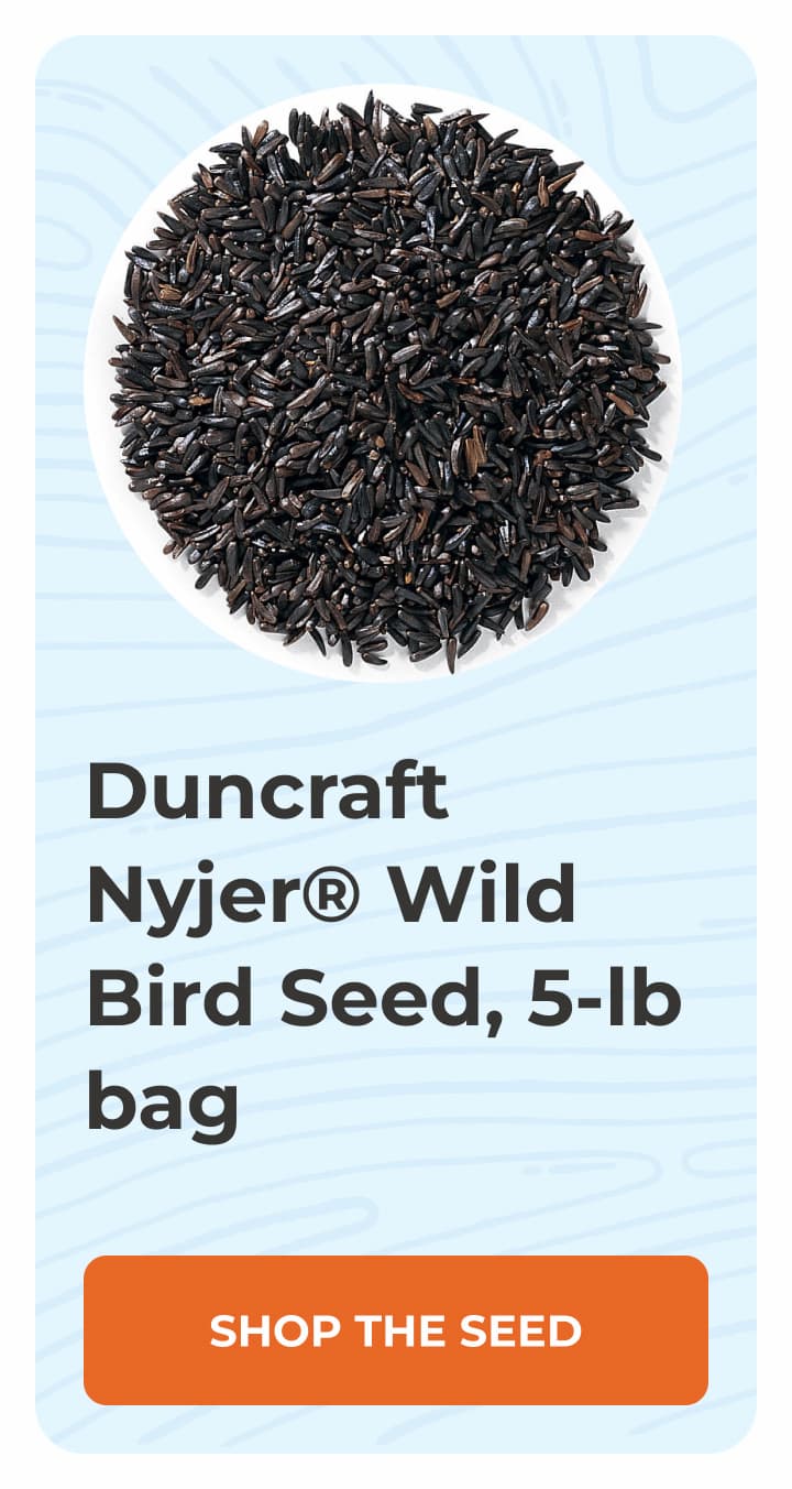 Duncraft Nyjer® Wild Bird Seed, 5-lb bag