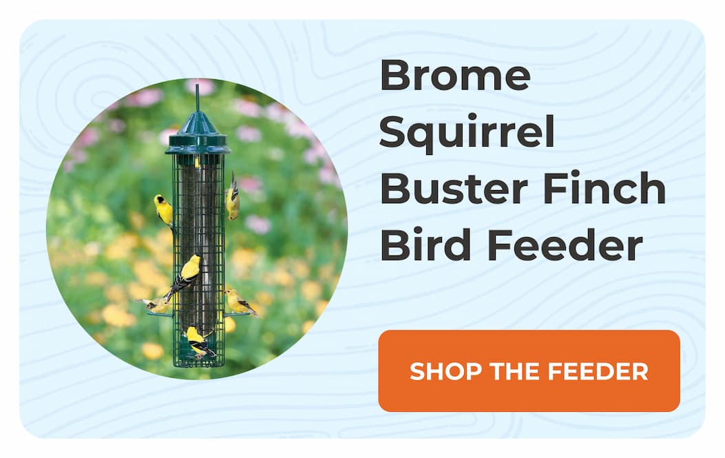 Brome Squirrel Buster Finch Bird Feeder