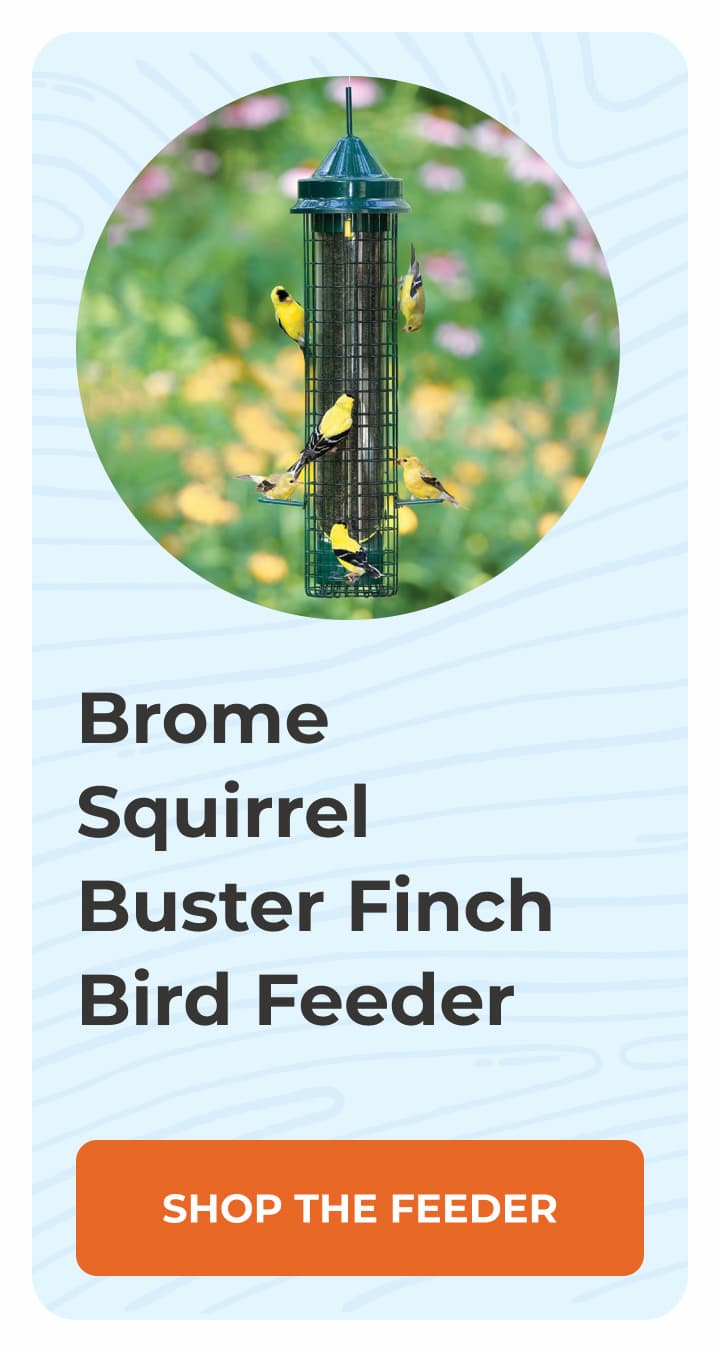 Brome Squirrel Buster Finch Bird Feeder