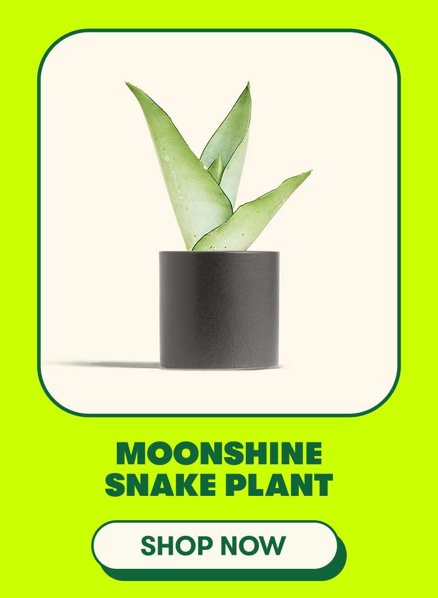 Moonshine Snake Plant