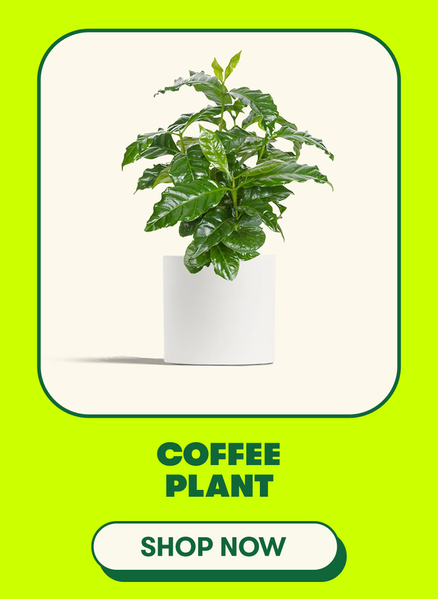 Coffee Plant