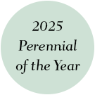 2025 Perennial of the Year