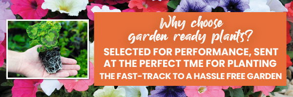 Why choose garden ready plants