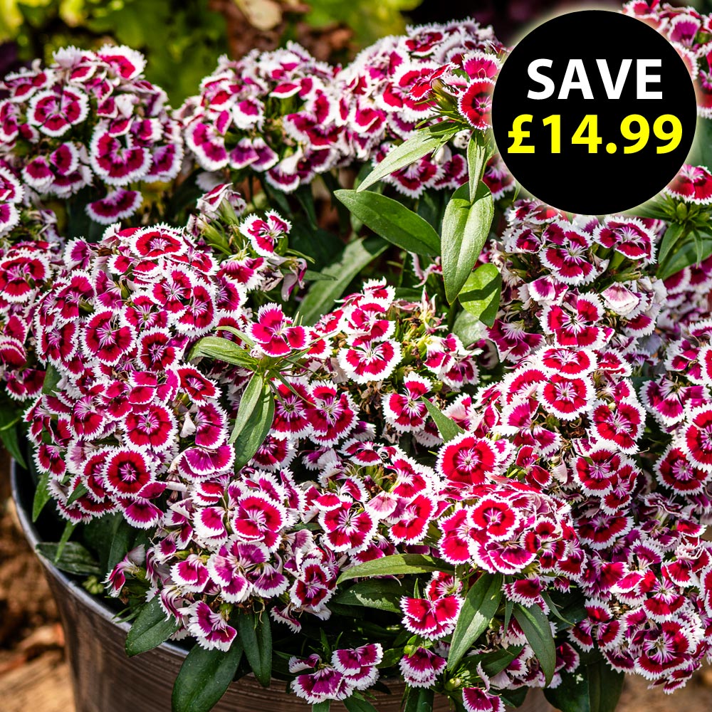 Dianthus 'Dart Red White Picotee'