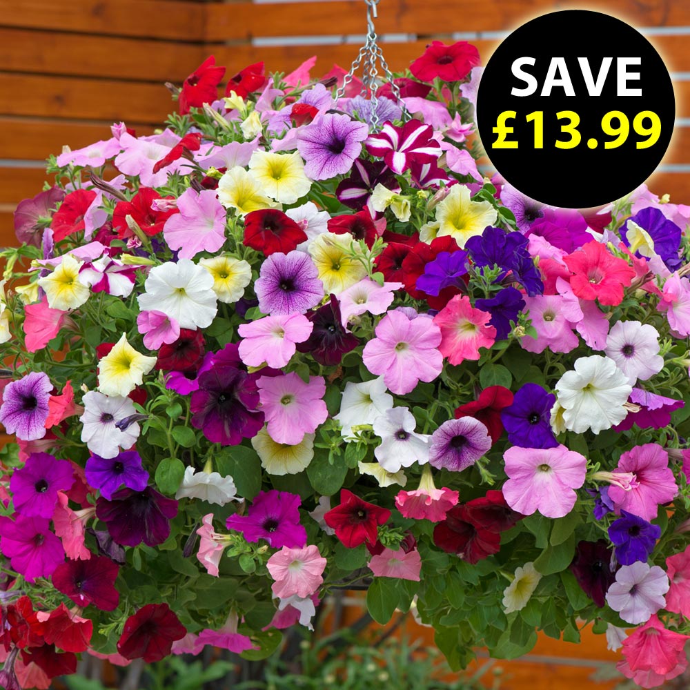 Petunia 'Easy Wave Ultimate Mixed'