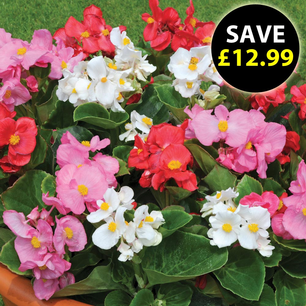 Begonia semperflorens 'Lotto Mixed'