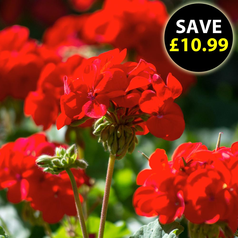 Geranium 'Best Red'