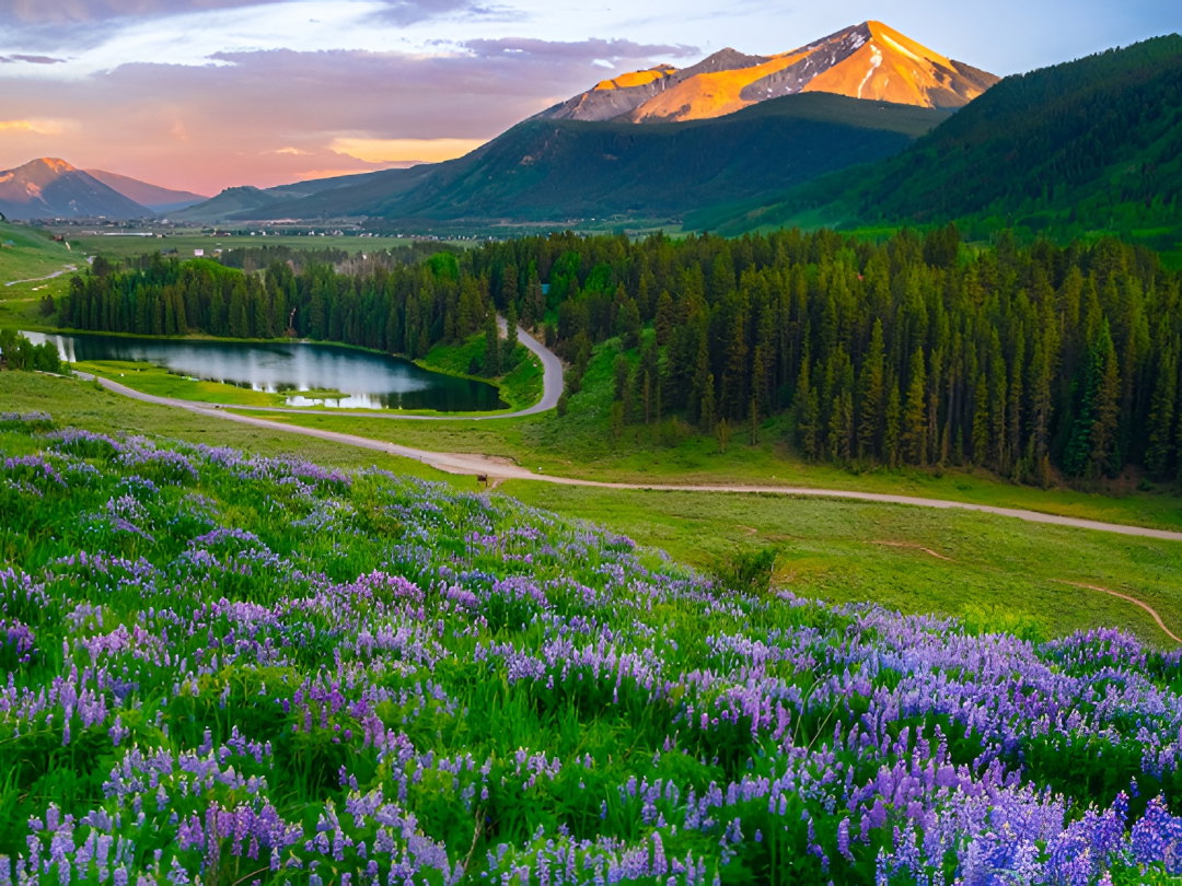A road winds through a purple lupine-filled valley in Colorado’s Crested Butte.