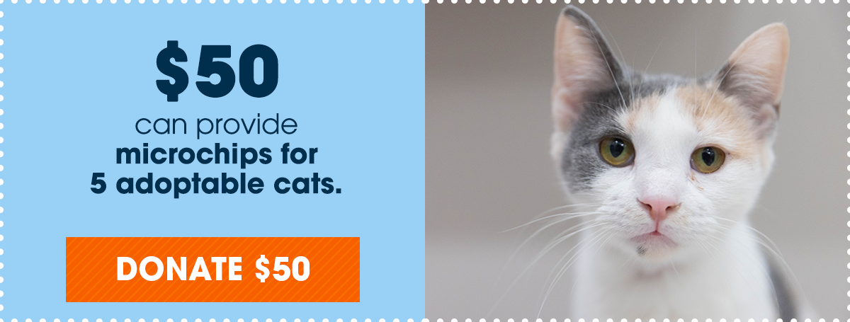 $50 can provide microchips for 5 adoptable cats.