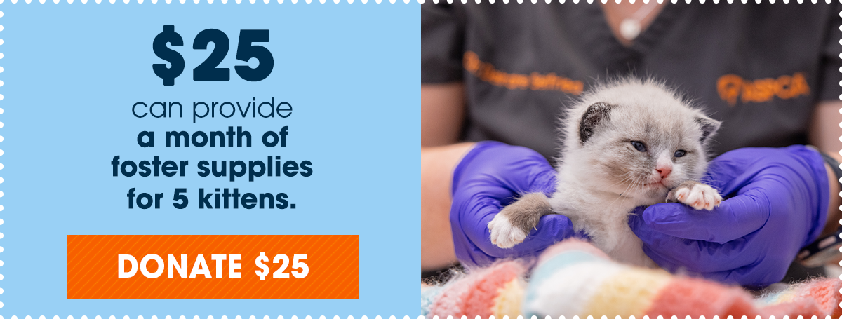 $25 can provide a month of foster supplies for 5 kittens