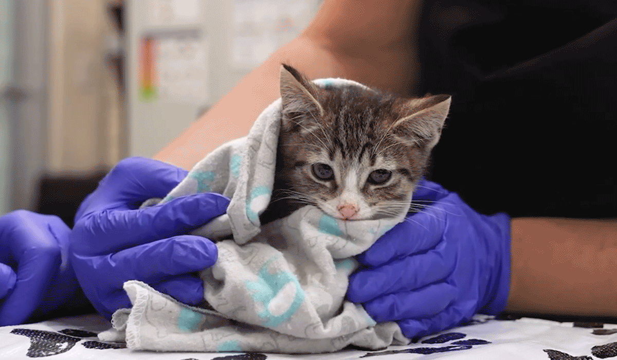 Kitten wrapped in a blanket