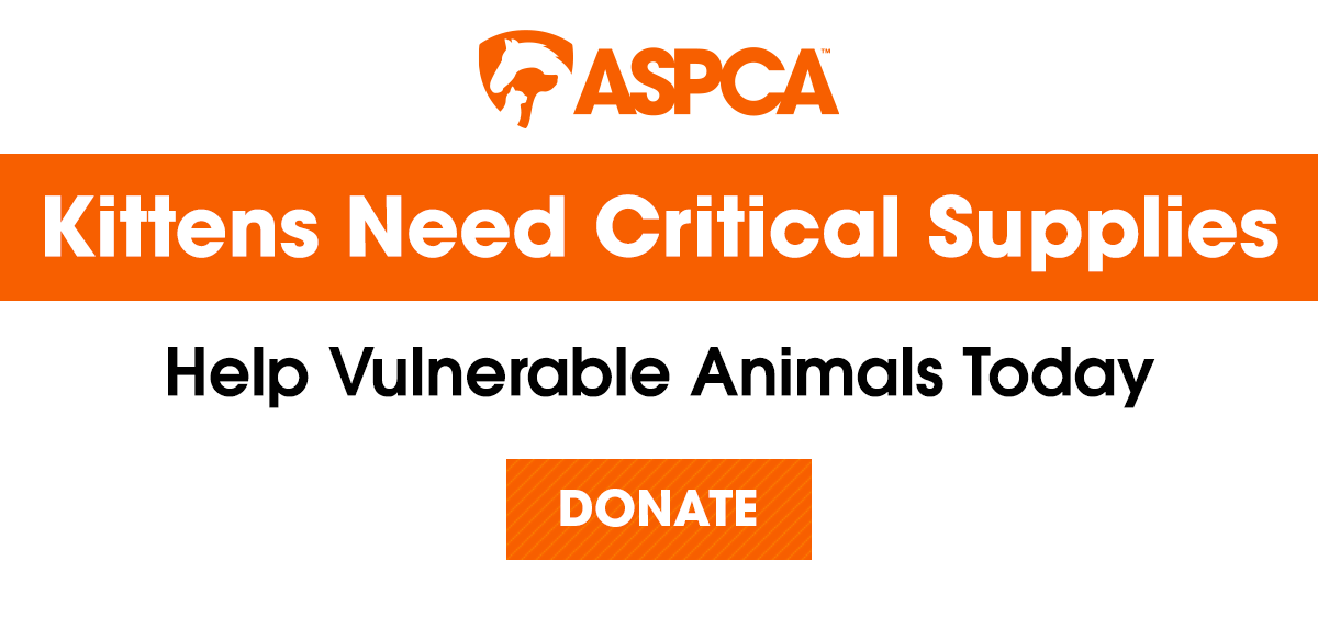 Kittens Need Critical Supplies. Help Vulnerable Animals Today