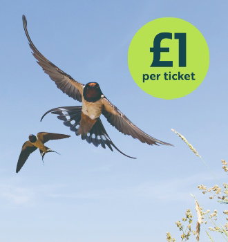 Swallows flying, with an overlayed sticker reading '£1 tickets'.