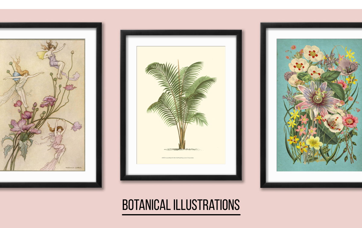 Botanical Illustration