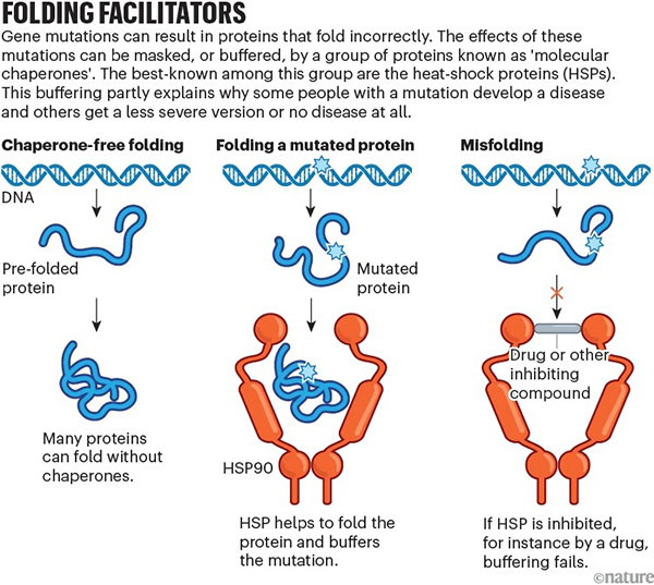 A three-panel diagram showing protein folding outcomes. Left to right: non-mutated DNA encodes a protein that can fold without assistance; mutated DNA encodes a mutated protein, which can fold properly with the assistance of a ‘chaperone’ protein; mutated DNA encodes a mutated protein, but the chaperone protein is inhibited, so it folds incorrectly.