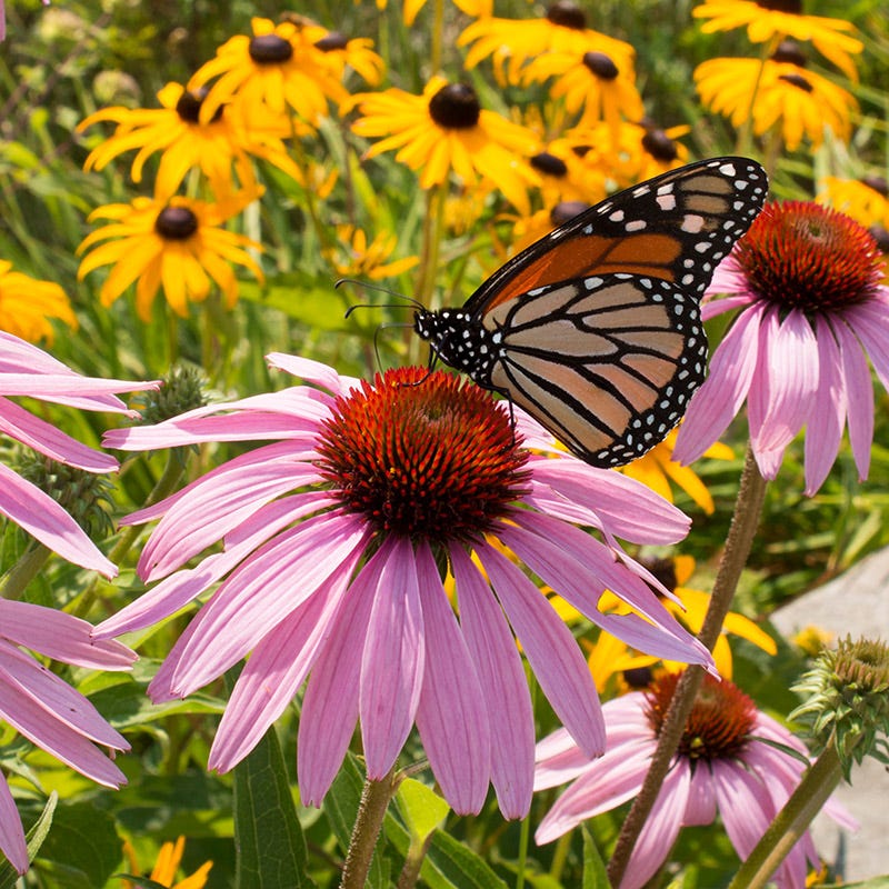 Purple Coneflower