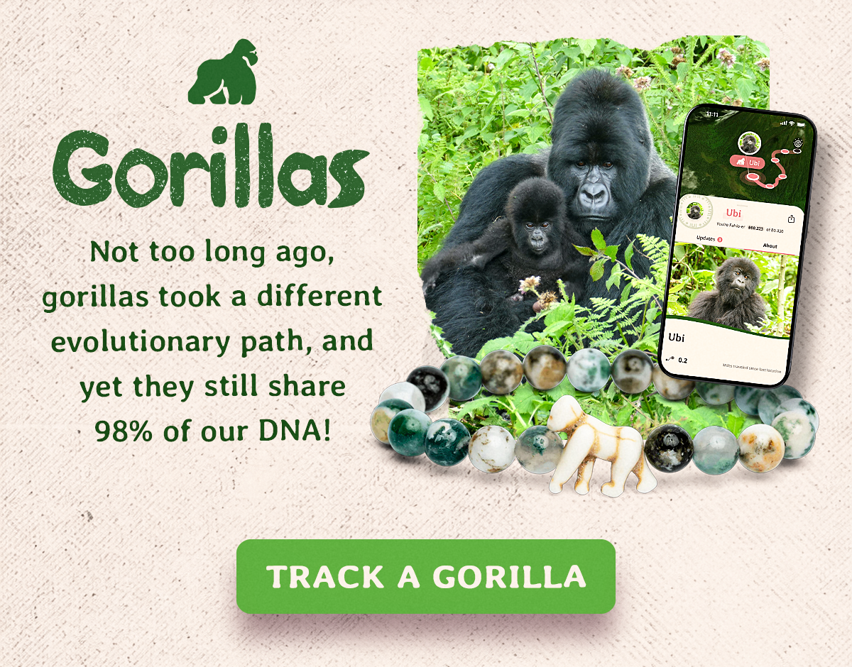 Not too long ago, gorillas took a different evolutionary path, and yet they still share 98% of our DNA! Track a gorilla!