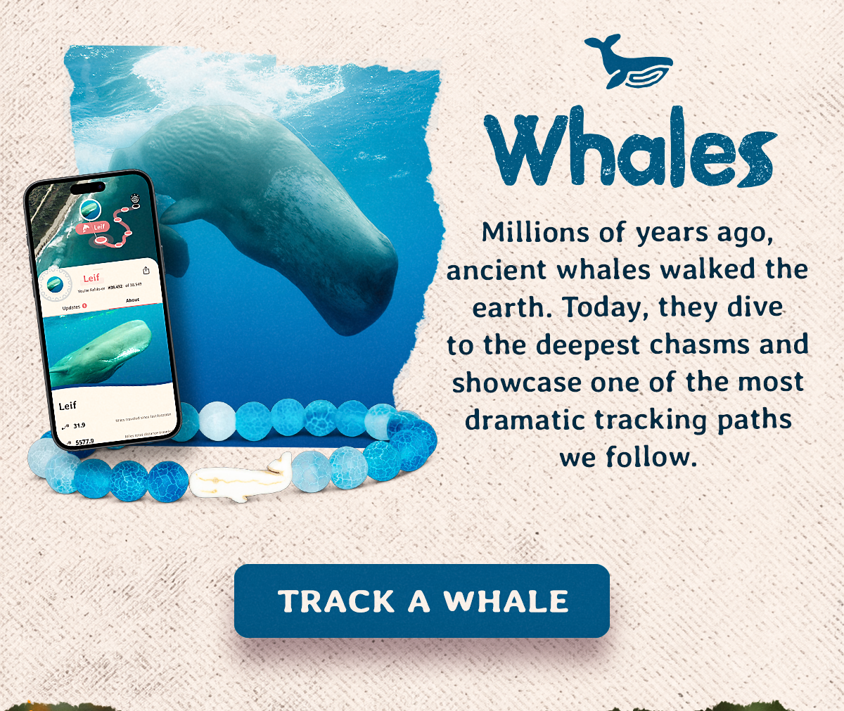 Millions of years ago, ancient whales walked the earth. Today, they dive to the deepest chasms and showcase one of the most dramatic tracking paths we follow. Track a whale!