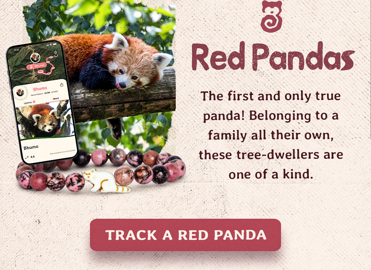 The first and only true panda! Belonging to a family all their own, these tree-dwellers are one of a kind. Track a red panda!