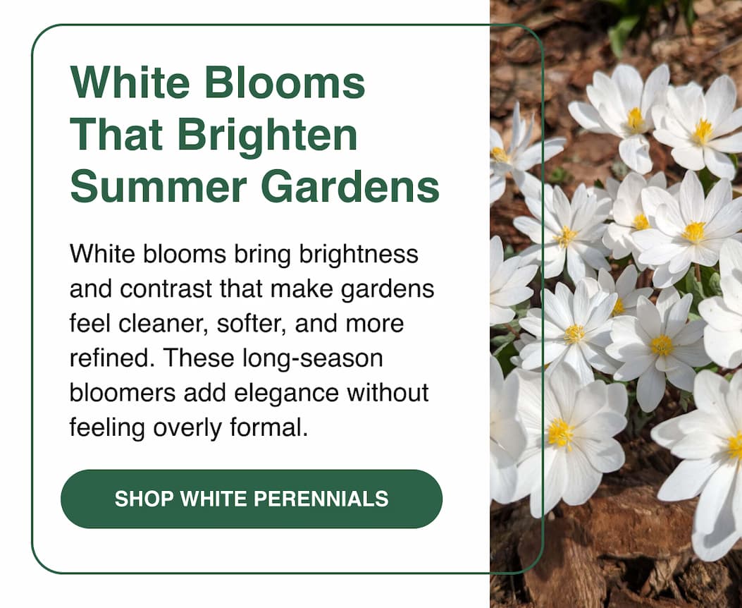 White perennials