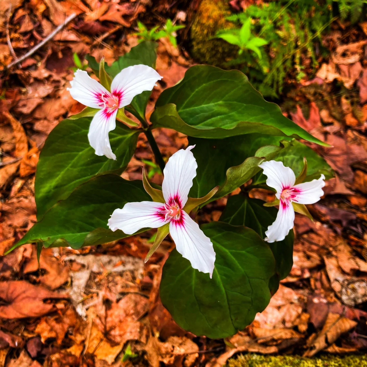 Image of Painted Trillium Plant