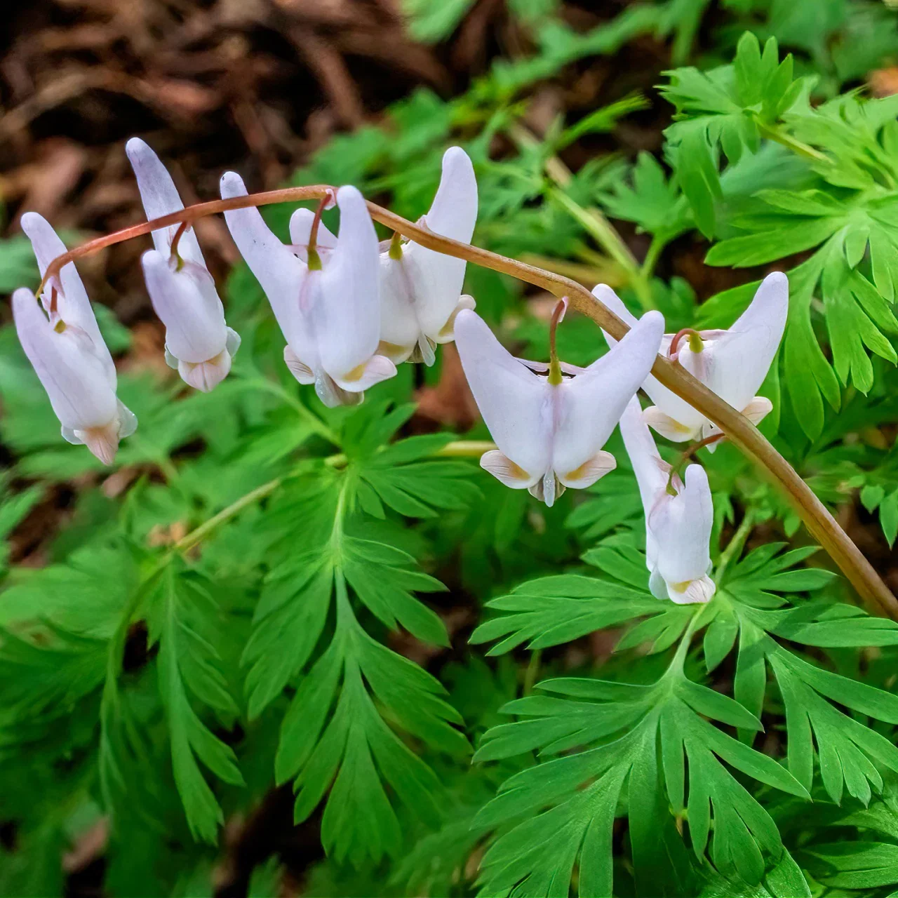 Image of Dutchman's Breeches