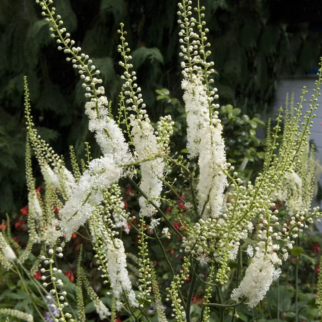 Image of Black Cohosh Plant