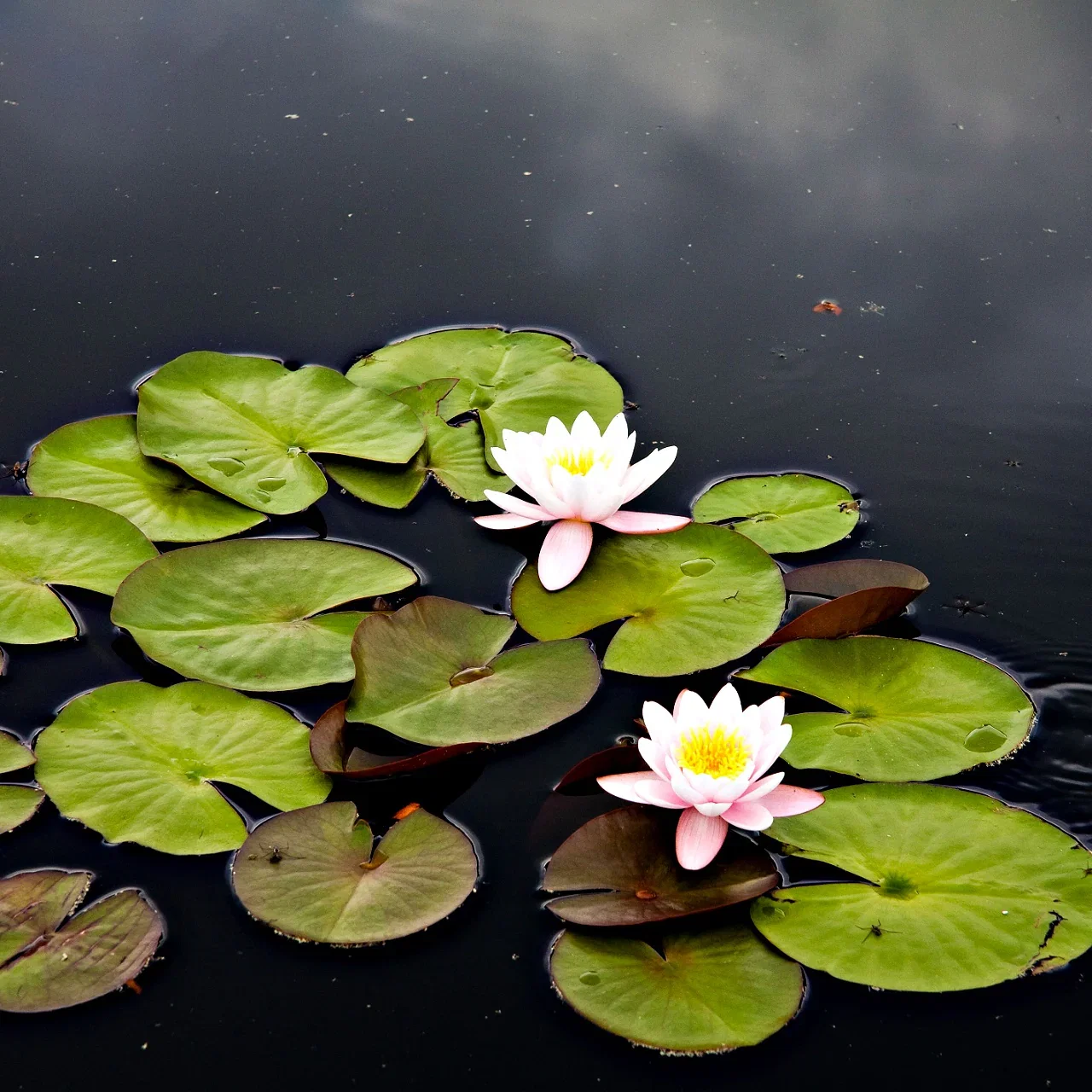 Image of Water Lily Plant