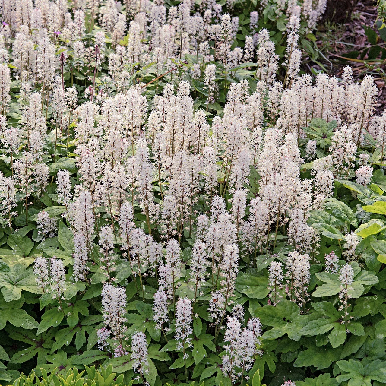 Image of Foam Flower