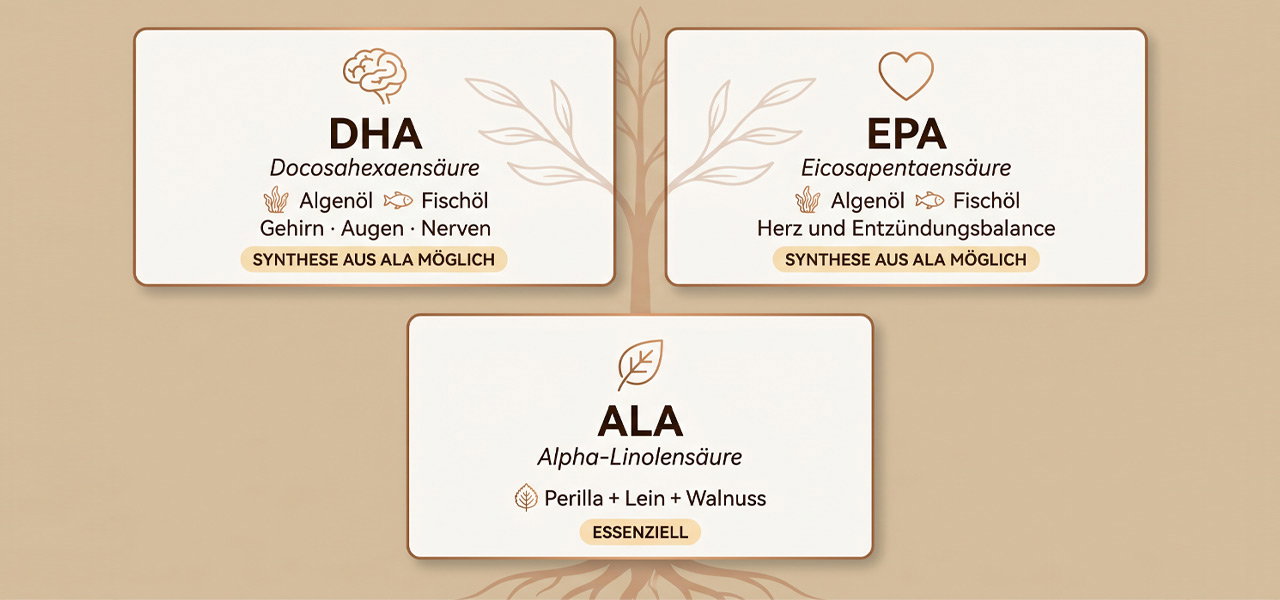 Wie stehen ALA, DHA und EPA in Verbindung