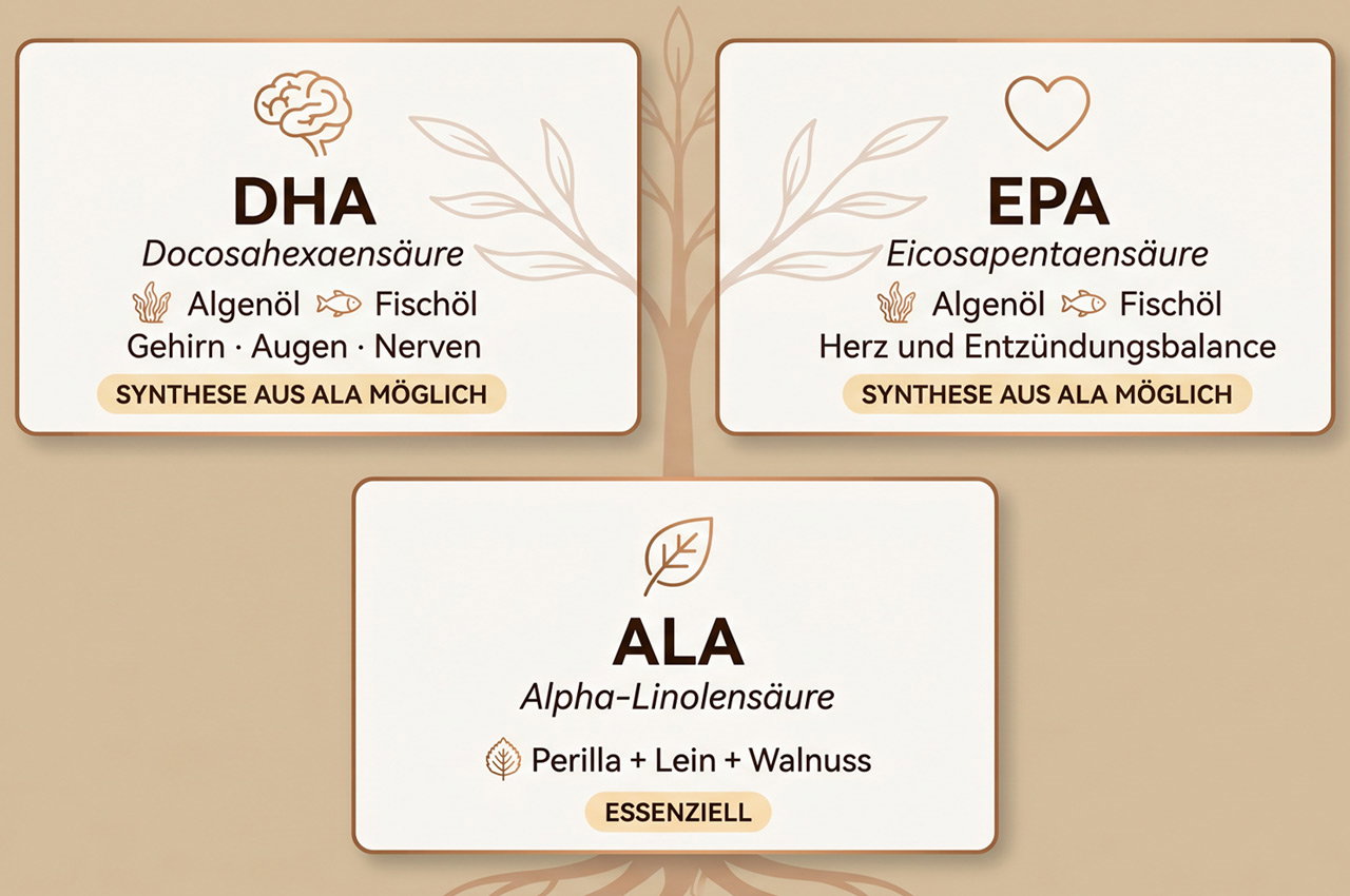 Wie stehen ALA, DHA und EPA in Verbindung