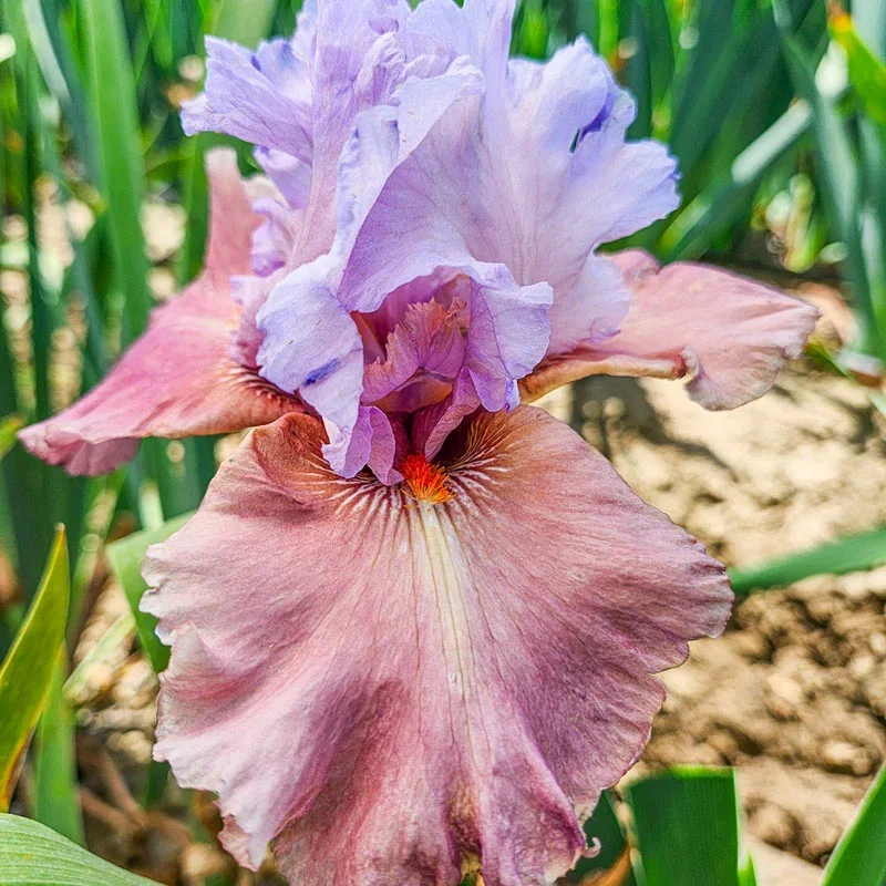 Chasing Destiny Bearded Iris