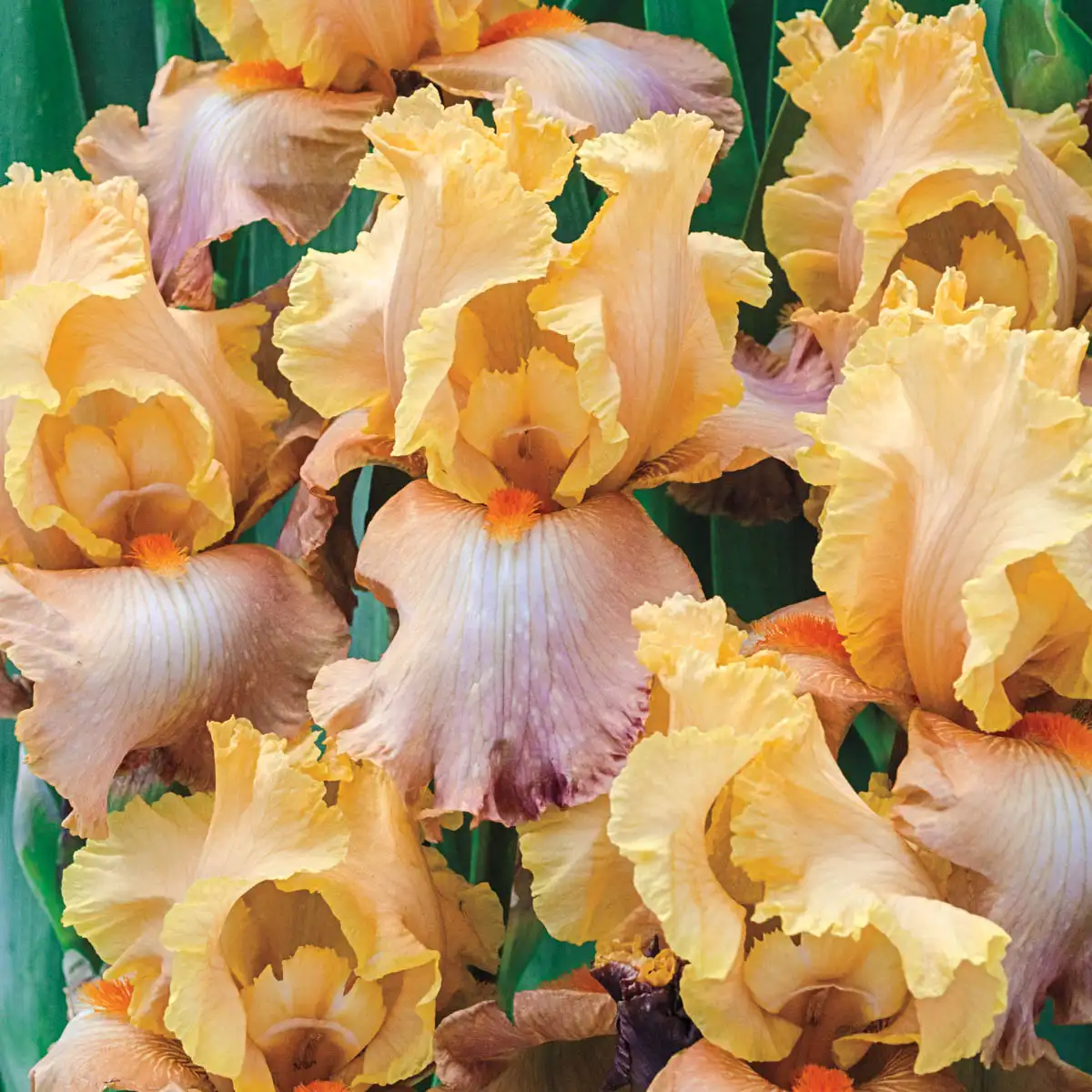 Adobe Sands Bearded Iris
                  
