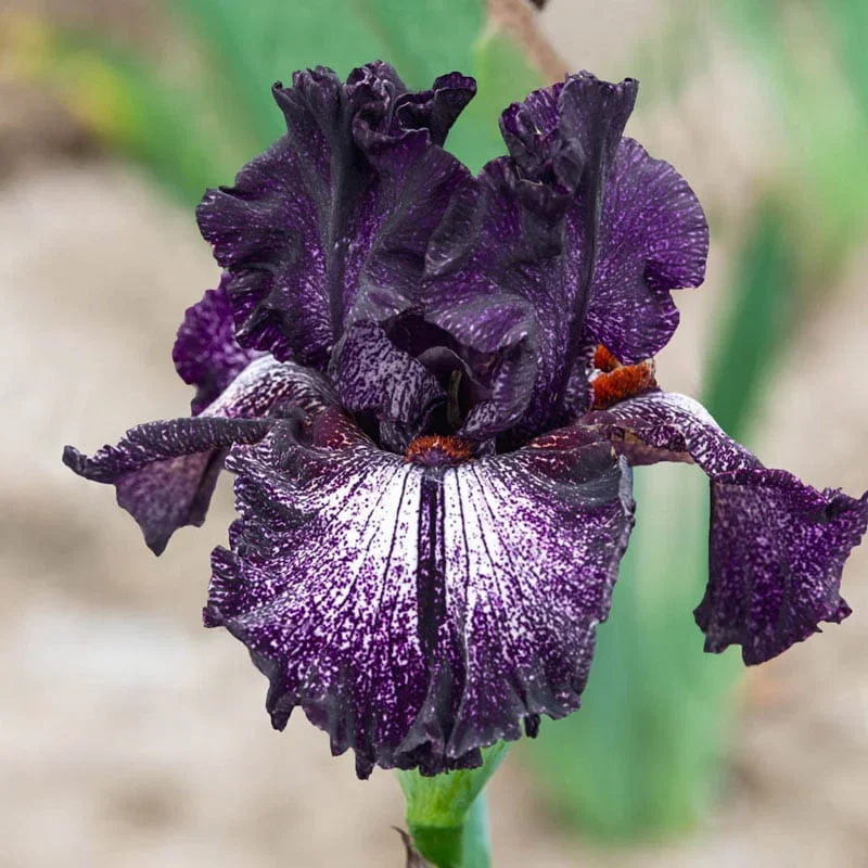Grape Zebra™ Tall Bearded Iris
