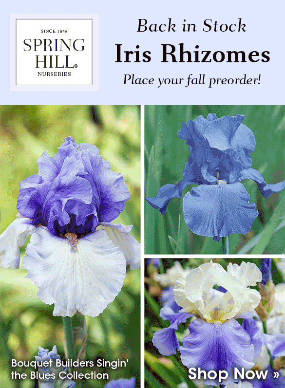 Back in Stock | Preorder Fall-Shipped Irises