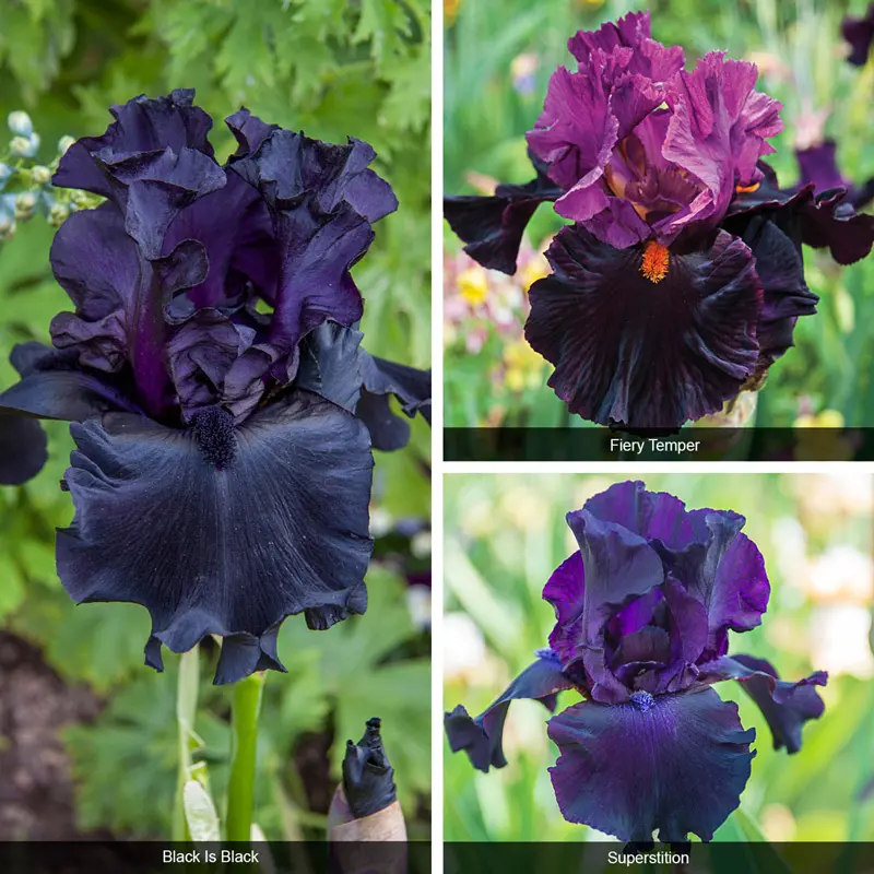 Bouquet Builders After Midnight Iris Collection
