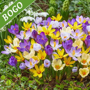 Species Snow Crocus Mixture