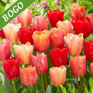 Jimmy Tulip Mixture