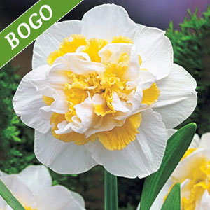White Lion Daffodil