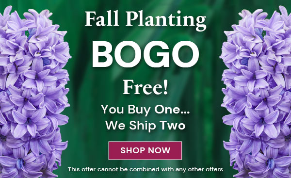 BOGO Fall 