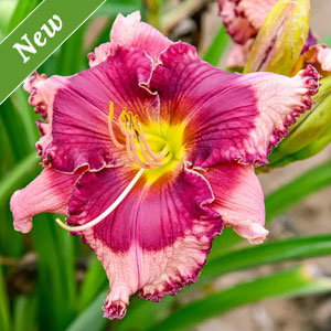 Don't Lose Heart Reblooming Daylily