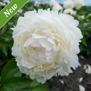 Snow Princess Peony