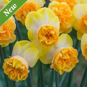 Art Perfume Daffodil