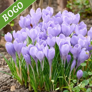Hummingbird Snow Crocus