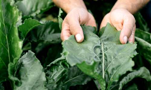Glyphosate Isn't Just A Weed Killer — Here's What It's Doing To Your Body